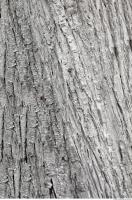 tree bark 0021